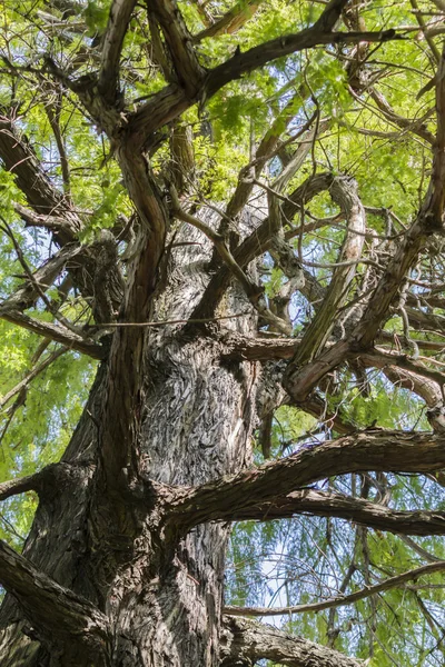 ağaçta parkta bir sonbahar