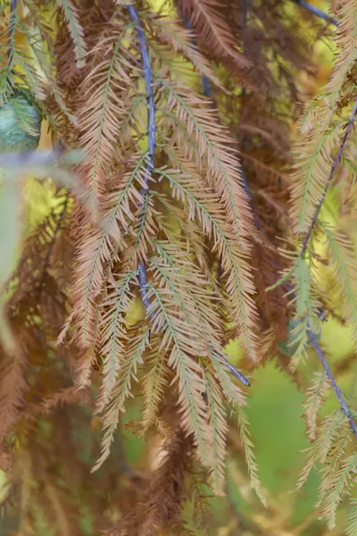 Leaves on tree in autumn — Stock Photo, Image