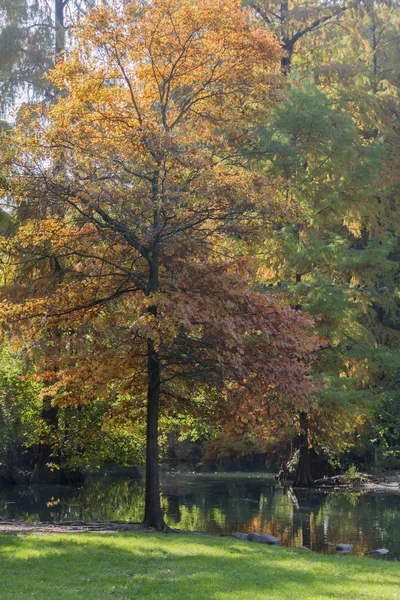 Albero nel parco in autunno — Foto Stock