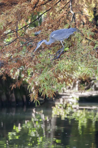 Heron sonbaharda ağaç üzerinde