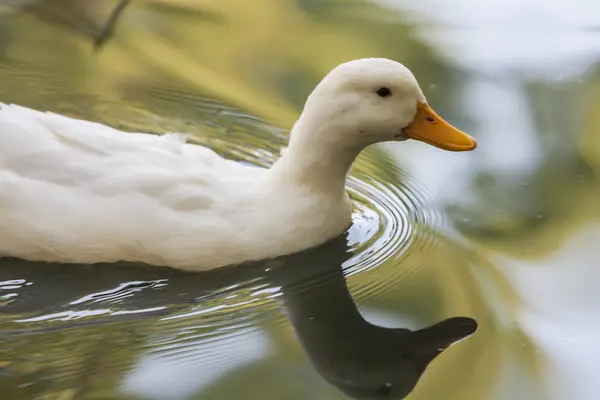 Pato en el lago — Foto de Stock