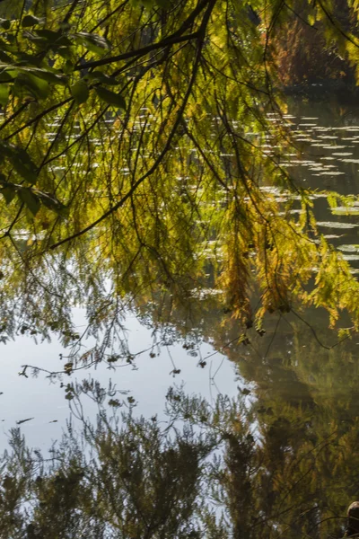 Reflexion über Teich im Herbst — Stockfoto