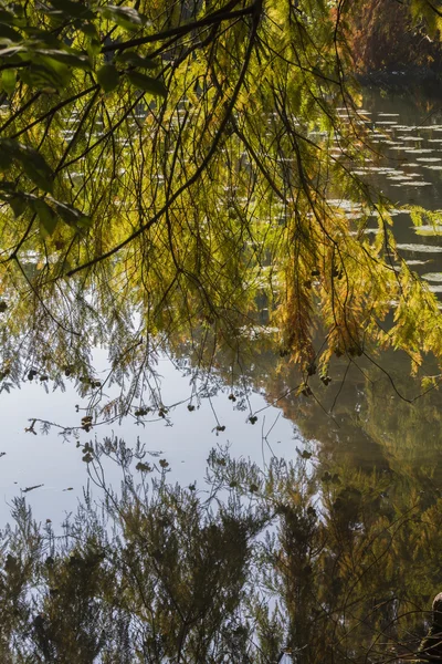 Reflexion über Teich im Herbst — Stockfoto