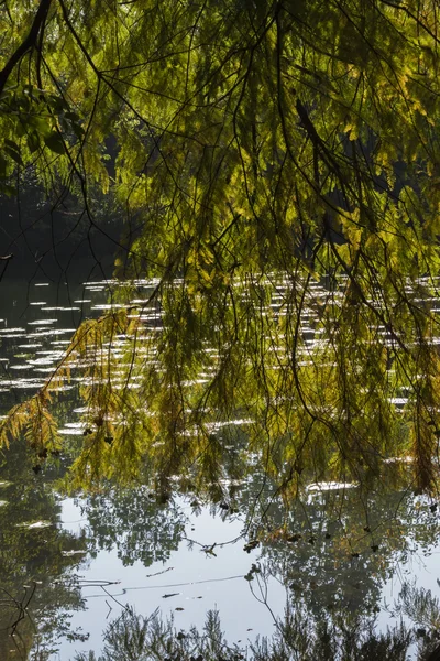 Reflektion på dammen i höst — Stockfoto