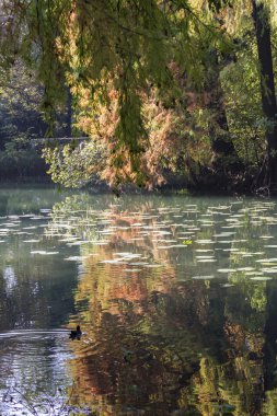 sonbaharda gölet üzerinde yansıma