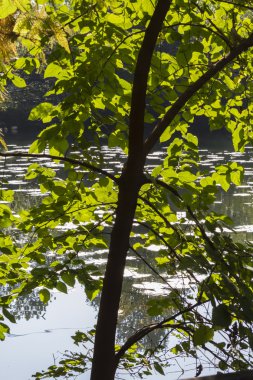 ağaçta parkta bir sonbahar