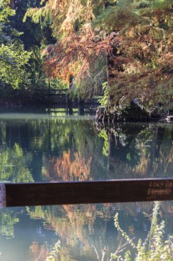 sonbaharda gölet üzerinde yansıma