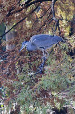Heron sonbaharda ağaç üzerinde
