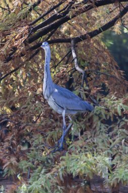 Heron sonbaharda ağaç üzerinde