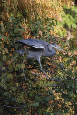 Heron sonbaharda ağaç üzerinde