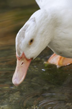 Göl üzerinde ördek