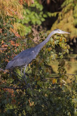 Heron sonbaharda ağaç üzerinde