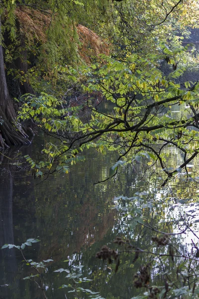Riflessione sul laghetto in autunno — Foto Stock