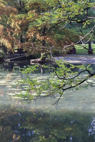 Riflessione sul laghetto in autunno — Foto Stock