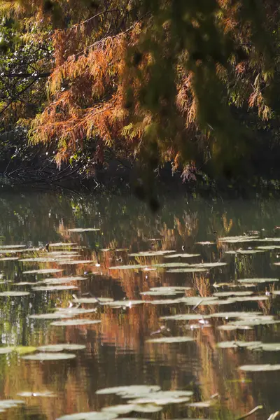 Riflessione sul laghetto in autunno — Foto Stock