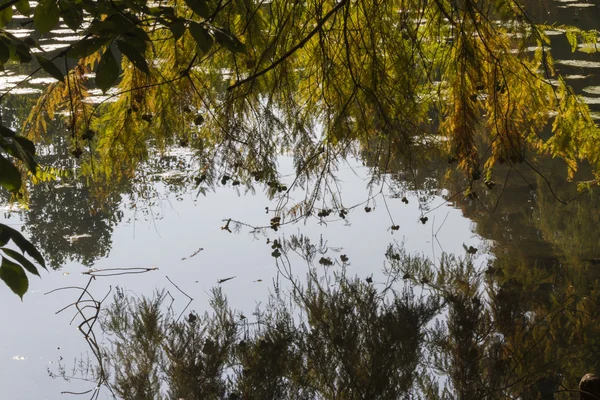 Reflektion på dammen i höst — Stockfoto