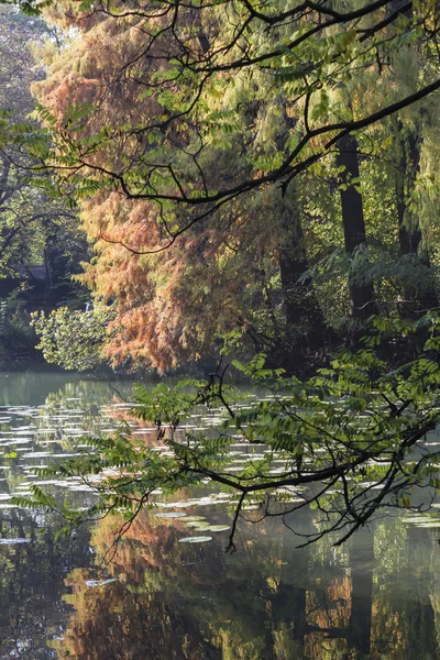 Відображення на ставку восени — стокове фото