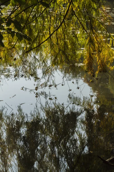Reflexão sobre lagoa no outono — Fotografia de Stock