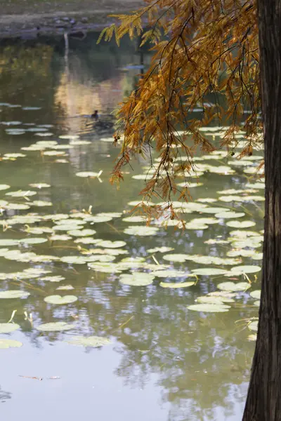 Réflexion sur étang à l'automne — Photo