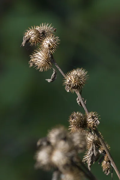 Wildflower på dammen — Stockfoto