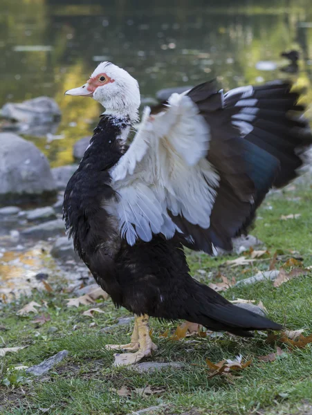 Göl üzerinde ördek — Stok fotoğraf