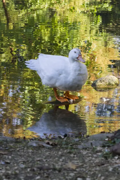 Pato no lago — Fotografia de Stock