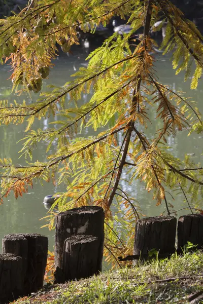 在秋天的池塘反思 — 图库照片