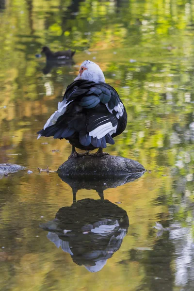 Kachna na jezeře — Stock fotografie