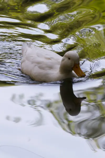 Pato en el lago — Foto de Stock