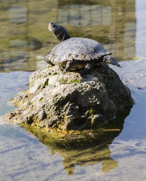 Tortoise op meer — Stockfoto