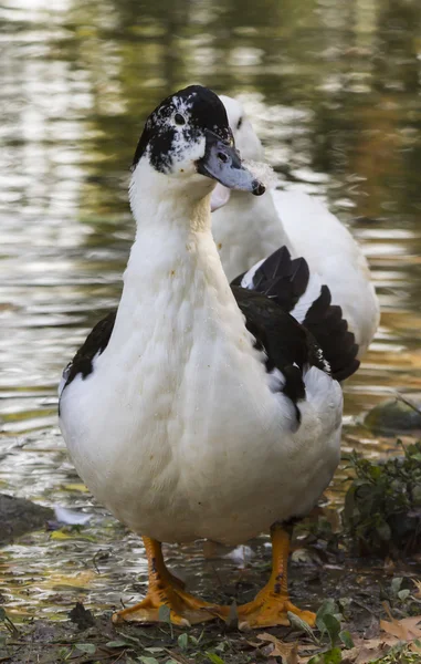 Pato no lago — Fotografia de Stock