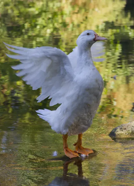 湖でアヒルします。 — ストック写真