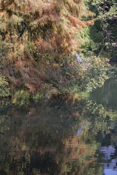 Reflexão sobre lagoa no outono — Fotografia de Stock