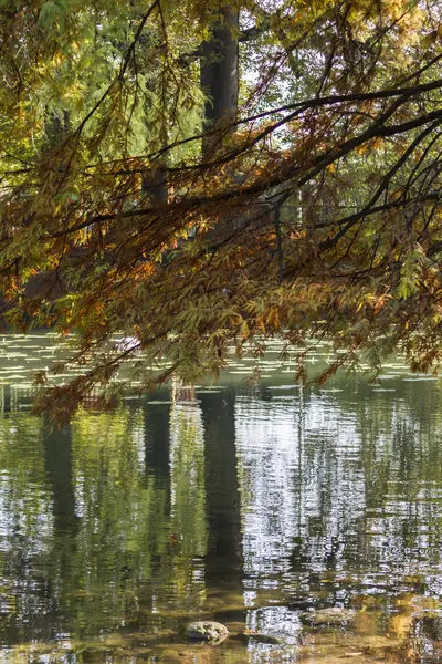 Refleksji nad stawem w jesieni — Zdjęcie stockowe