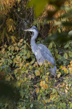 Heron sonbaharda ağaç üzerinde