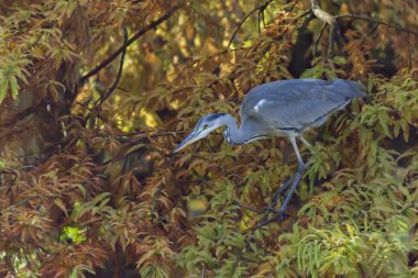 Heron sonbaharda ağaç üzerinde