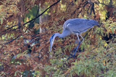 Heron sonbaharda ağaç üzerinde