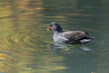 Göl üzerinde ördek