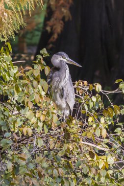 Heron sonbaharda ağaç üzerinde