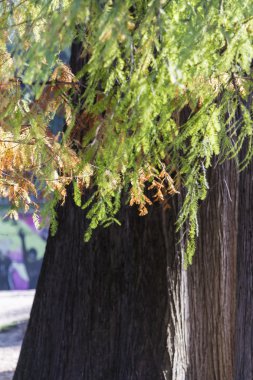 ağaçta parkta bir sonbahar