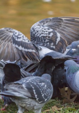 Göl kenarında güvercinler