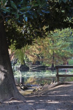 ağaçta parkta bir sonbahar