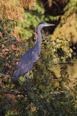 Heron sonbaharda ağaç üzerinde