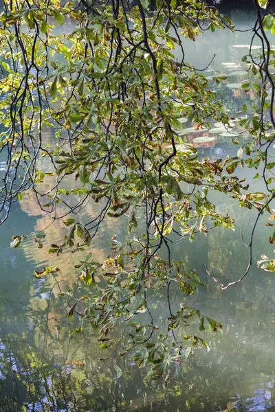 Drzewa w parku w jesieni — Zdjęcie stockowe