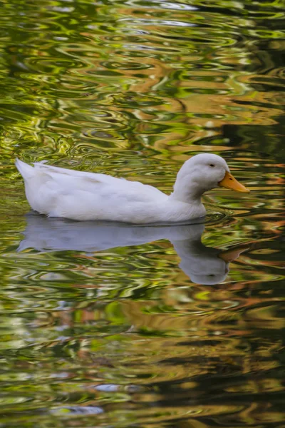 Canard sur le lac — Photo