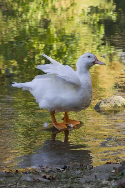Pato no lago — Fotografia de Stock