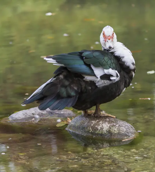 Pato no lago — Fotografia de Stock