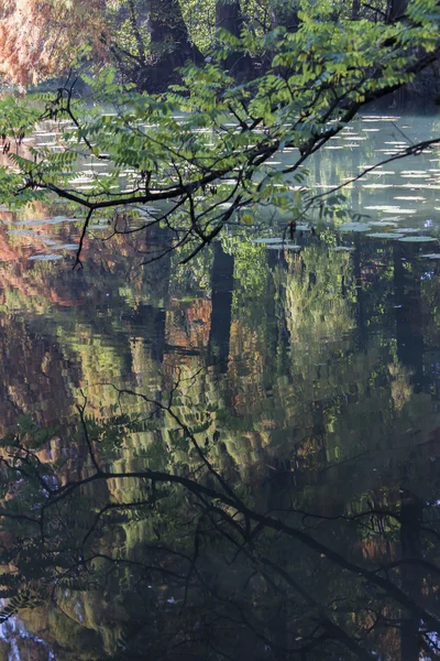 Reflektion på dammen i höst — Stockfoto