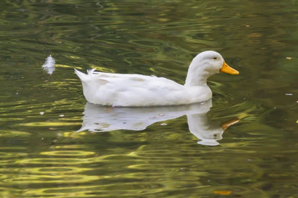 Pato no lago — Fotografia de Stock