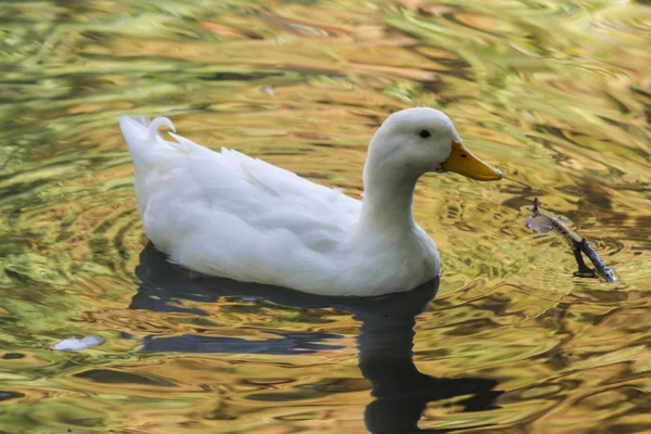 Anka på sjön — Stockfoto